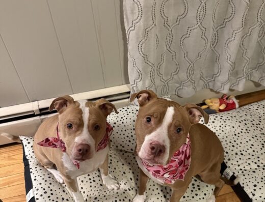 Abbott Valley Veterinary Center