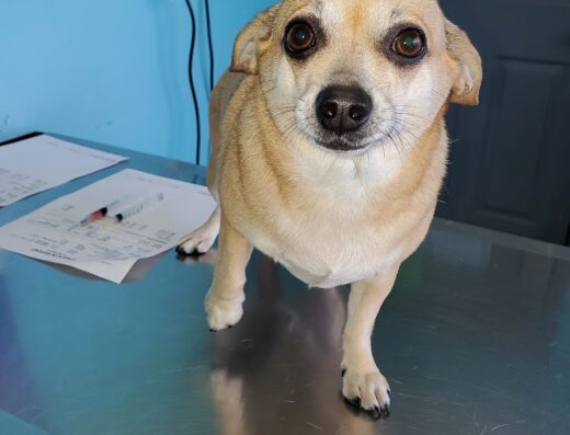 All Creatures Veterinary Clinic 1