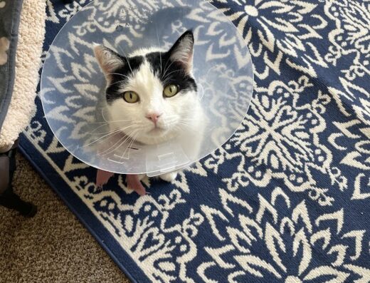 Alpine Animal Hospital