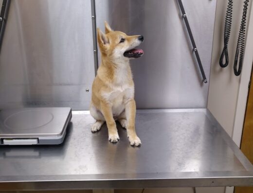 Alvarado Veterinary Clinic