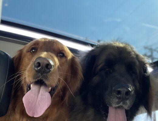 Animal Care Hospital