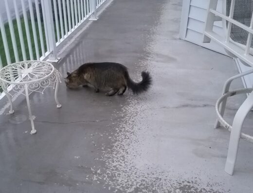 Animal Clinic Of Pierre