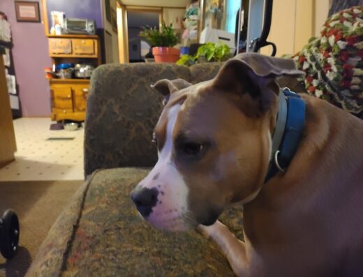 Animal Clinic Of Pigeon Forge