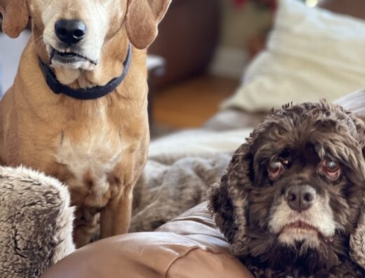 Animal Dermatology Clinic