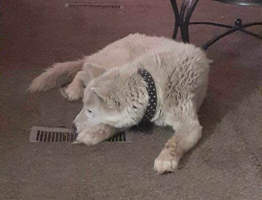 Animal Health Clinic