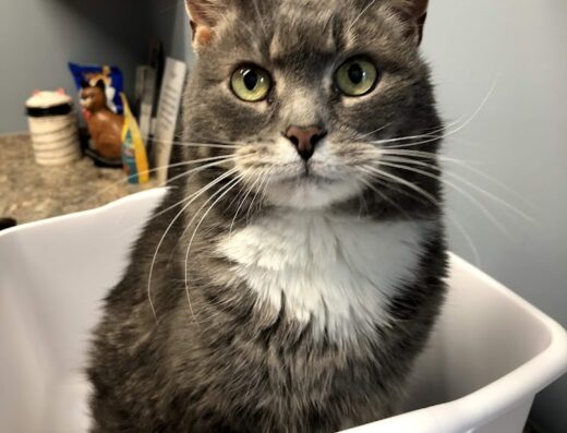 Animal Hospital Of Dubois