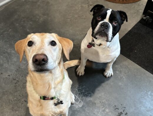 Animal Hospital Of Hinesburg