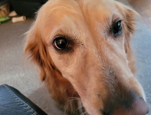 Animal Hospital Of Rye