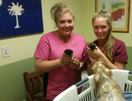 Animal Hospital Of South Carolina