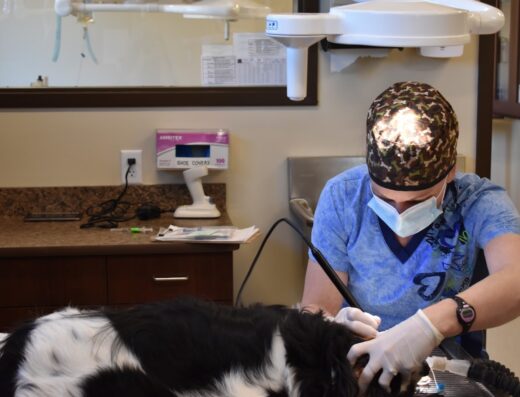 Animal Hospital Of Waynesboro