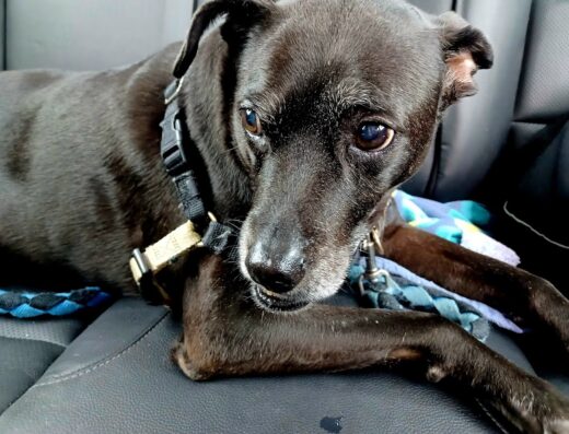 Animal Medical Clinic Of Columbia Llc