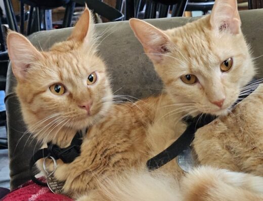 Arlington Animal Hospital