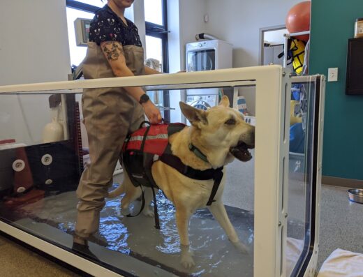 Armory Animal Hospital