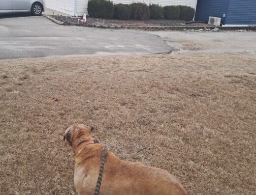 Barnwell Veterinary Clinic