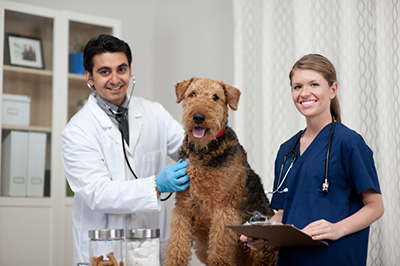 Battle Animal Care Clinic