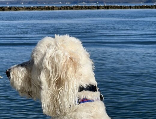 Bayside Animal Hospital