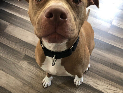 Bayside Veterinary Care