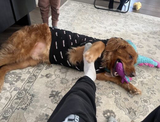 Belle Meade Animal Hospital