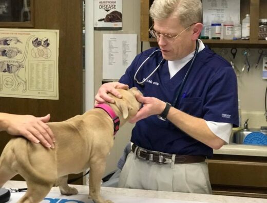 Bellshire Family Vet