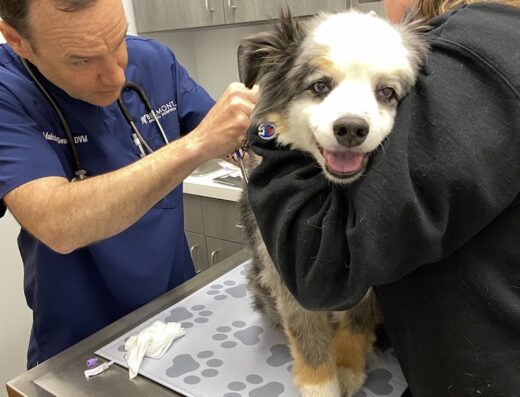 Belmont Animal Hospital