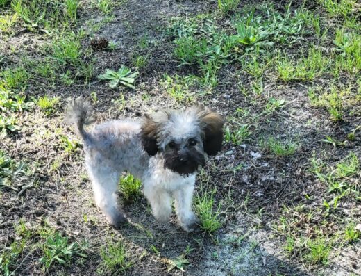 Bennettsville Animal Hospital