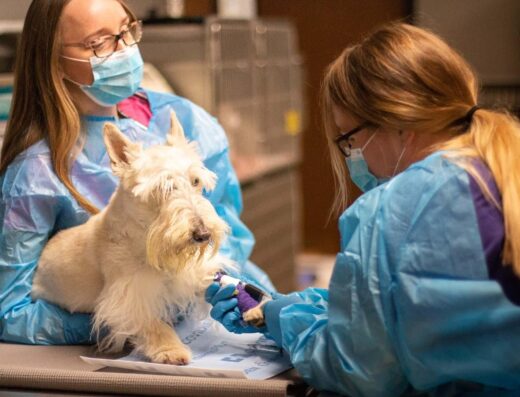 Best Care Pet Hospital
