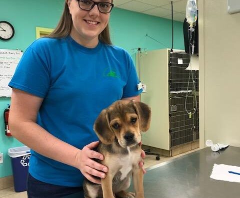 Blackstone Animal Clinic Llc