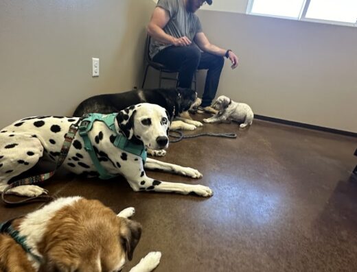 Box Elder Vet Clinic