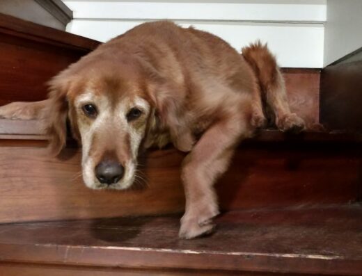 Brandon Valley Veterinary Clinic