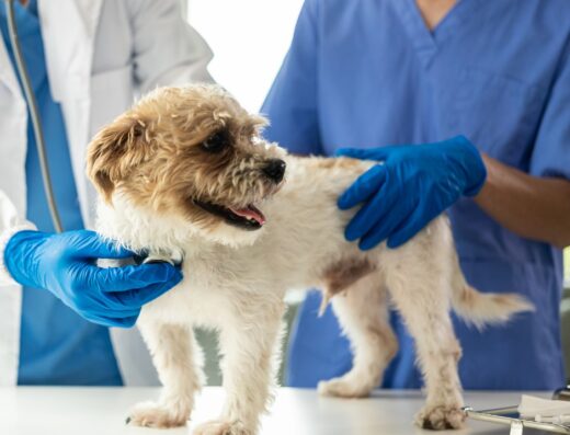 Bridge City Animal Hospital