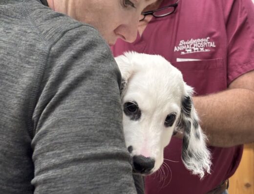 Bridgeport Animal Hospital Pllc