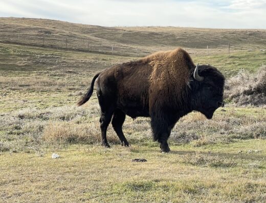 Britton Veterinary Clinic