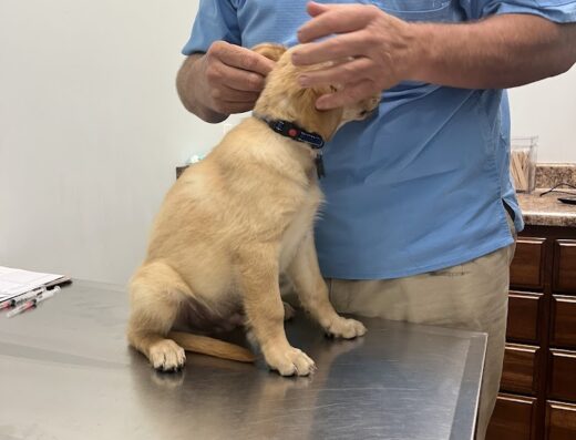 Cascade Veterinary Hospital