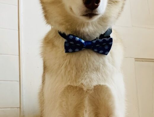 Center Rutland Animal Hospital