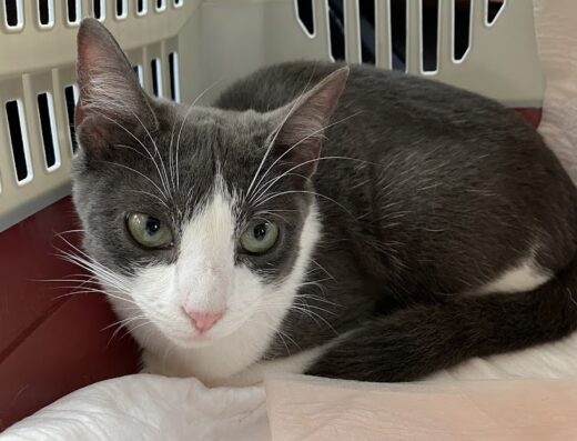 Central Florida Community Pet Clinic