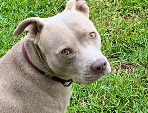 Chapin Veterinary Care Center