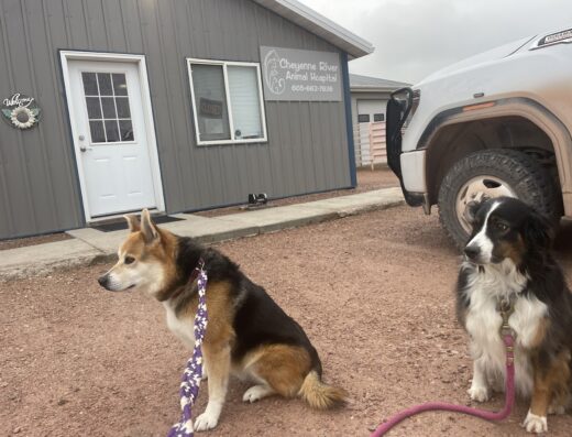 Cheyenne River Animal Hospital