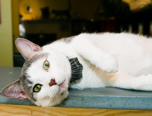 City Kitty Veterinary Care For Cats