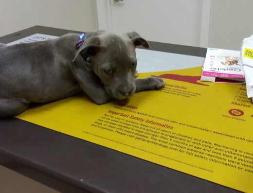 Coleman Veterinary Clinic