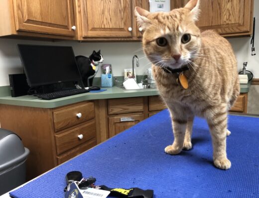 Colonial Park Animal Clinic