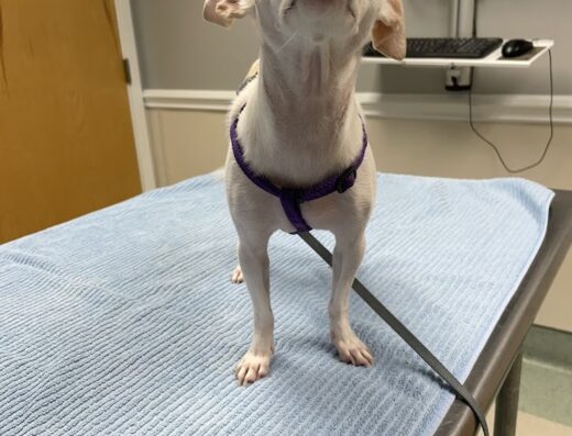 Colonial Veterinary Clinic