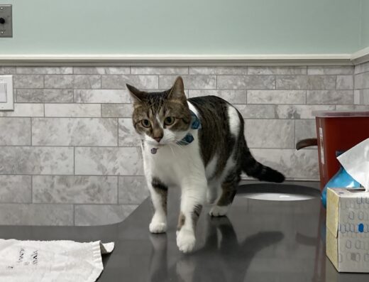 Columbia Hospital For Animals