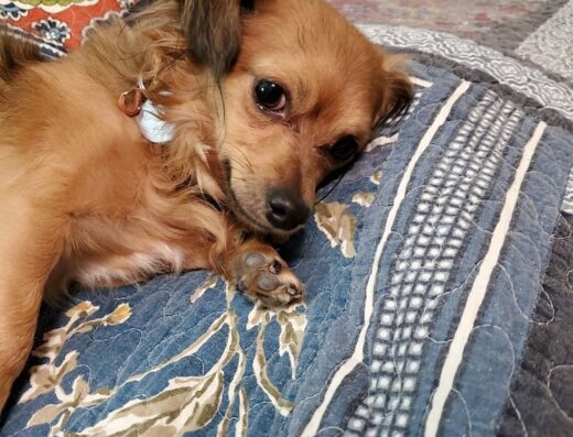 Comanche County Veterinary