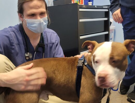 Compassion Animal Hospital Llc