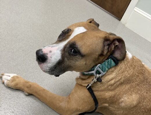 Conway Animal Hospital