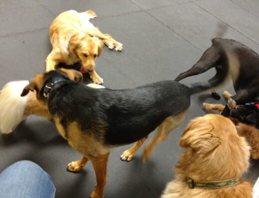 Country Animal Hospital