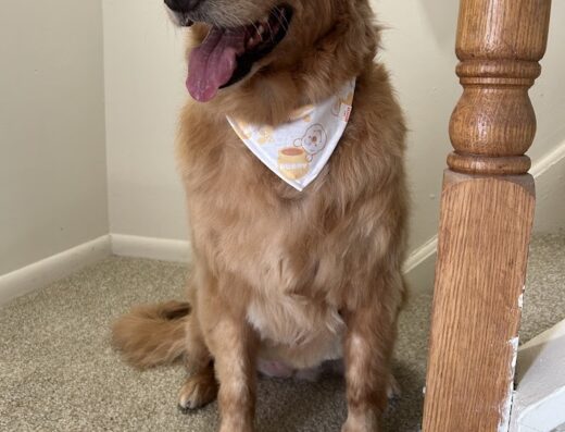 Countryside Veterinary Clinic