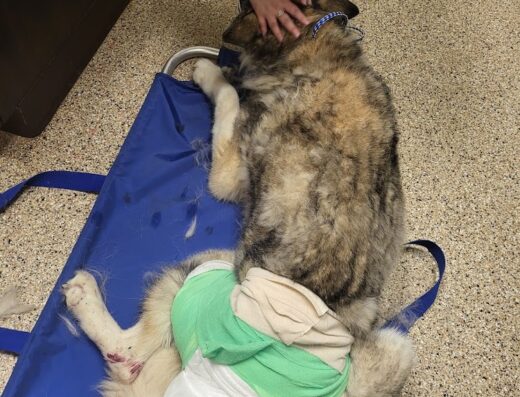 County Line Animal Hospital