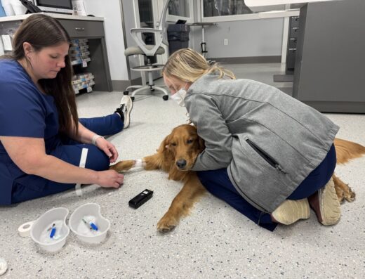 Creekside Veterinary Hospital