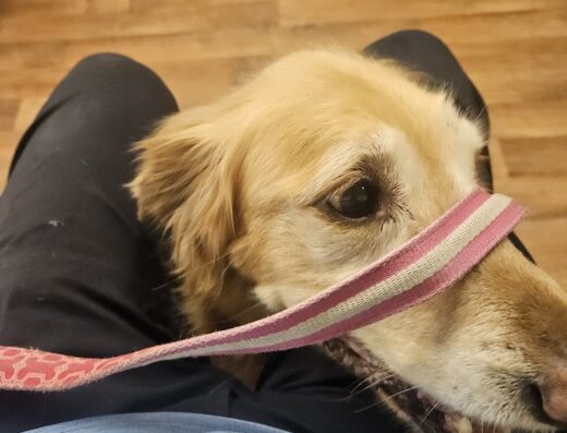 Cumberland Animal Hospital